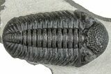 Prone Pedinopariops Trilobite - Mrakib, Morocco #287682-1